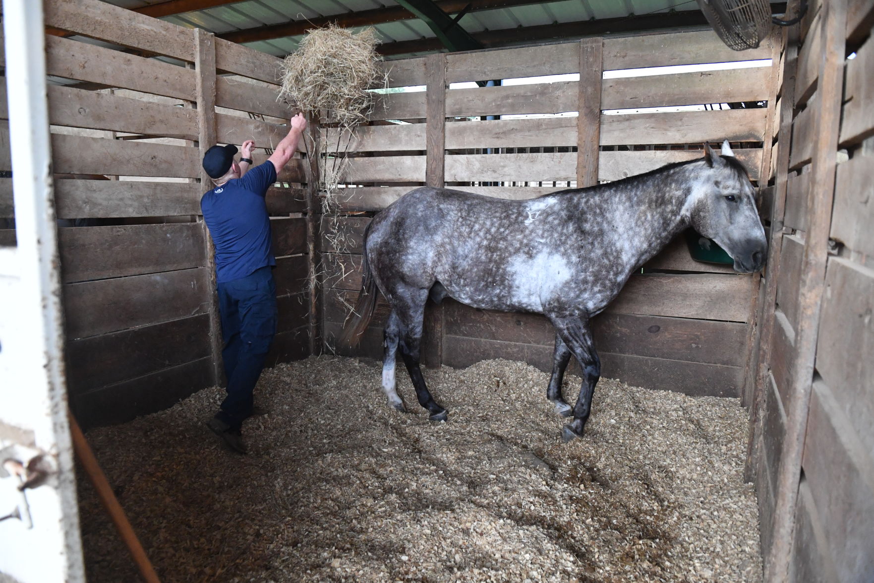 BR.brpdhorses.adv HS 003.JPG